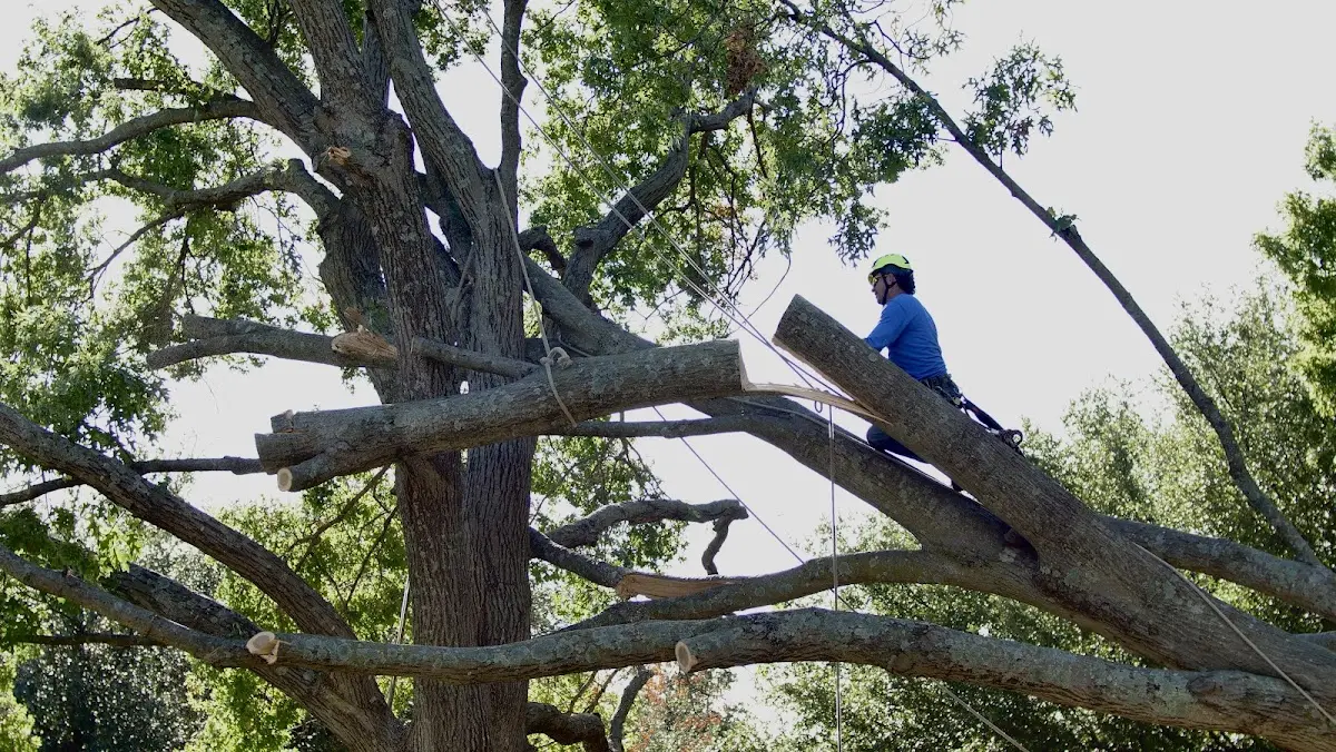 Professional Crown Thinning performed by certified arborists in Philadelphia